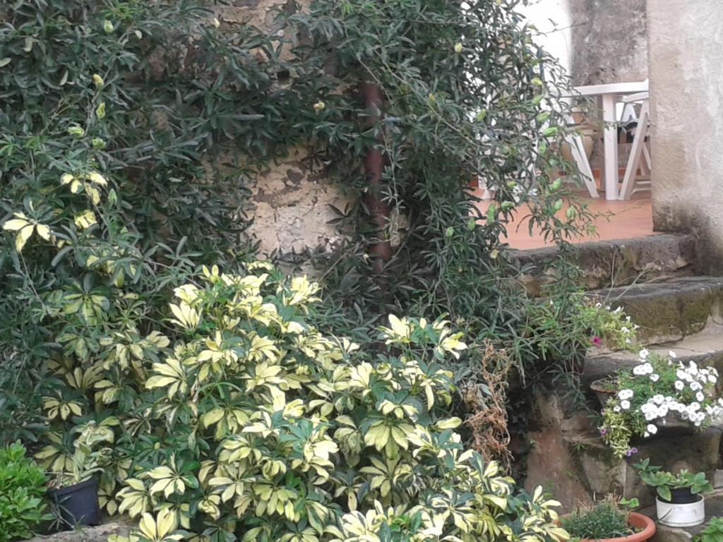 Bed & Breakfast Casa Pisanu Narbolia Exterior foto